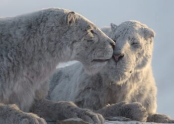 Il pianeta preistorico: Era glaciale, le prime immagini della docuserie Apple TV+