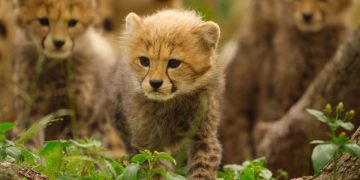Born to be Wild: la data d'uscita della serie naturalista di Apple TV
